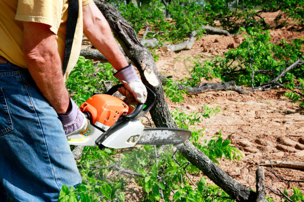 Best Tree Care Services  in Bunk Foss, WA